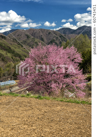 Mountain village cherry blossoms Mountain village cherry blossoms 60743451