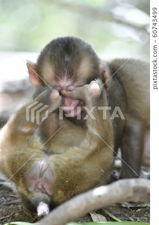 玩得無辜 60743499