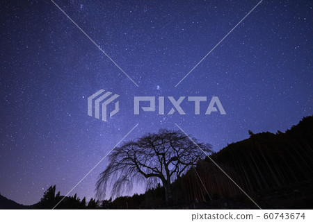 銀河系和櫻桃樹剪影 60743674