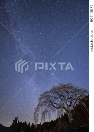 銀河系和櫻桃樹剪影 60743675