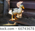 Duck on the farm 60743678