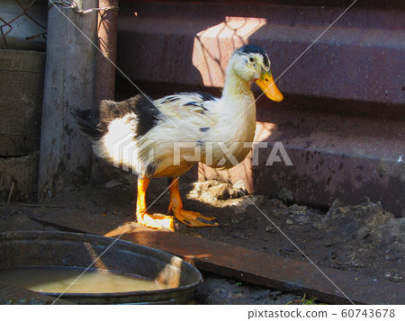 Duck on the farm 60743678