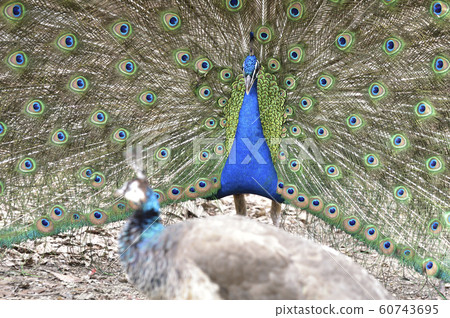 孔雀印第安孔雀求愛 照片素材 圖片 圖庫