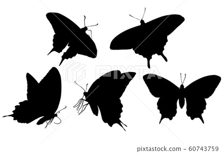 Animal silhouette insect butterfly Animal silhouette insect butterfly 60743759