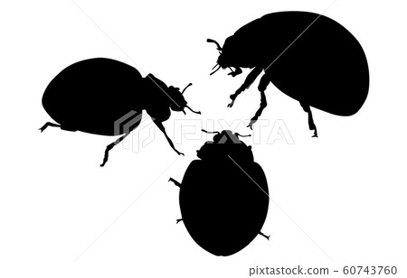 動物剪影昆蟲瓢蟲 60743760