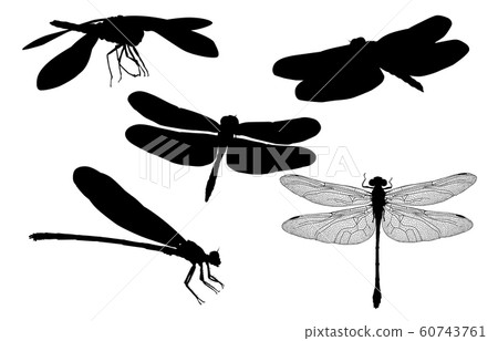 蜻蜓 60743761