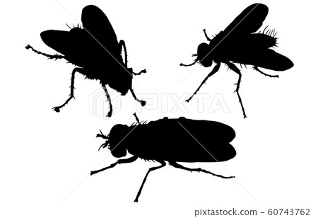 Animal silhouette insect fly - Stock Illustration [60743762] - PIXTA