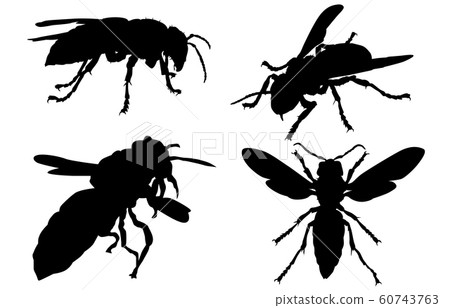 Animal silhouette insect bee 60743763