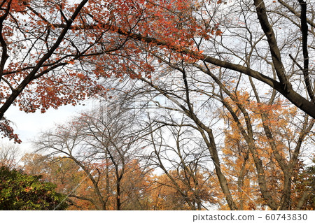 Beautiful Autumn Leaves in Korea Beautiful Autumn Leaves in Korea 60743830