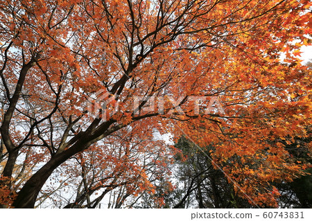 Beautiful Autumn Leaves in Korea 60743831