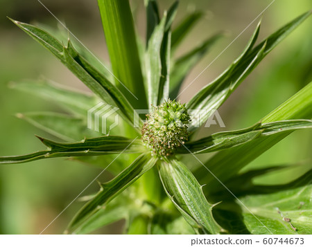 Close up Culantro flower with blur green leaves. Close up Culantro flower with blur green leaves. 60744673