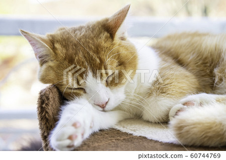 Cute cat relaxing and taking a nap 60744769