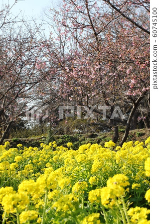 河津櫻花和油菜花 60745100