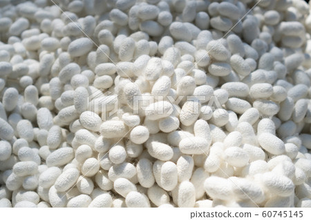 Natural silkworm shell (Cocoons) being a primary Natural silkworm shell (Cocoons) being a primary 60745145