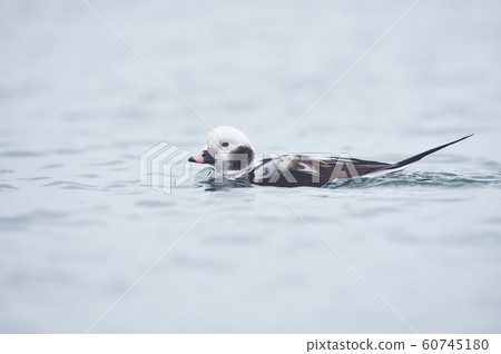 Koorigamo male (Hokkaido) Koorigamo male (Hokkaido) 60745180