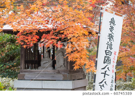 秋天的樹葉 60745389