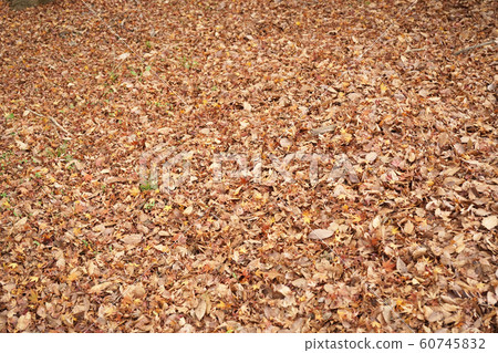 落葉 60745832