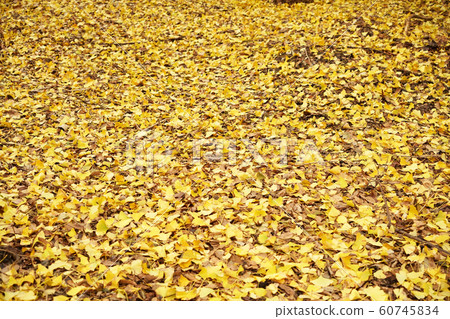 落葉 60745834