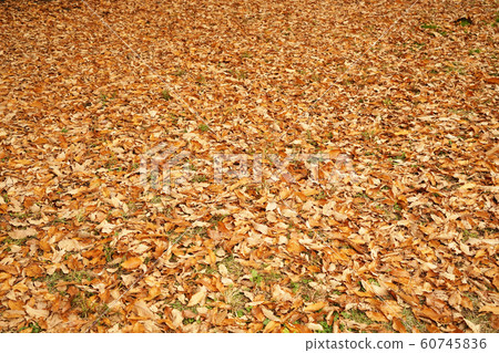 落葉 60745836