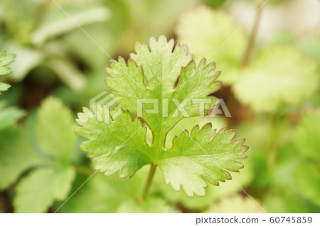 香菜 60745859
