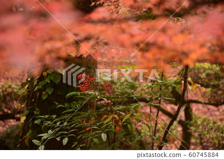 秋末南部秋季紅色水果 60745884