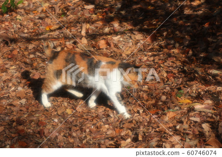 Stray cats: Sunny kid: Good friends: Winter park Stray cats: Sunny kid: Good friends: Winter park 60746074
