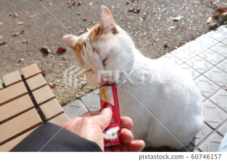 Stray cats: snacks and food: winter park Stray cats: snacks and food: winter park 60746157