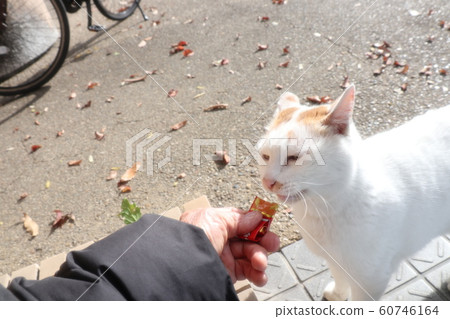 Stray cats: snacks and food: winter park 60746164