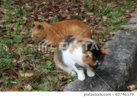 Stray cats: Sunny kid: Good friends: Winter park Stray cats: Sunny kid: Good friends: Winter park 60746179