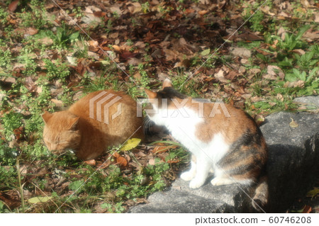 Stray cats: Sunny kid: Good friends: Winter park Stray cats: Sunny kid: Good friends: Winter park 60746208