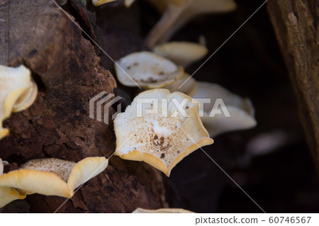 fungi that grow on the bark of the dead tree fungi that grow on the bark of the dead tree 60746567