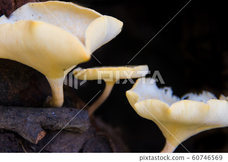 fungi that grow on the bark of the dead tree fungi that grow on the bark of the dead tree 60746569