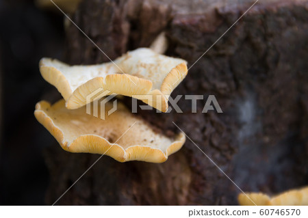 fungi that grow on the bark of the dead tree fungi that grow on the bark of the dead tree 60746570