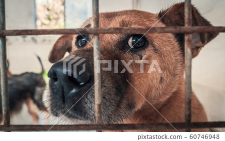 Portrait of sad dog in shelter behind fence 60746948