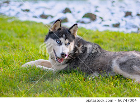 siberian husky dog 60747004