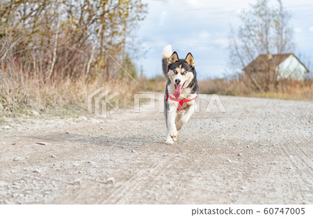 siberian husky running 60747005