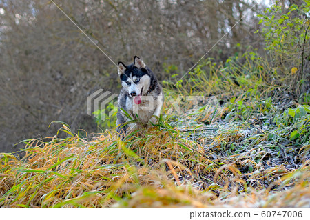 portrait of siberian husky portrait of siberian husky 60747006
