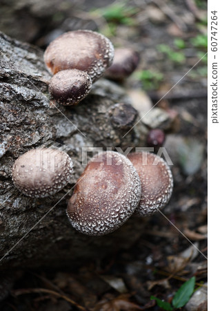 香菇和原木 60747264