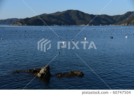 宇和海洋珍珠農場 60747504