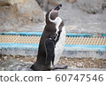 Humboldt Penguin 60747546