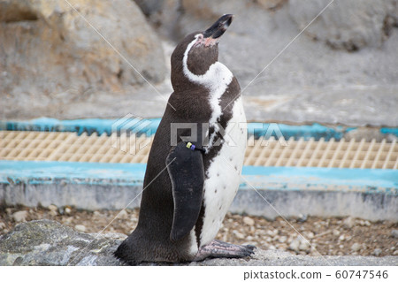 Humboldt Penguin Humboldt Penguin 60747546