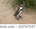 Humboldt Penguin 60747547