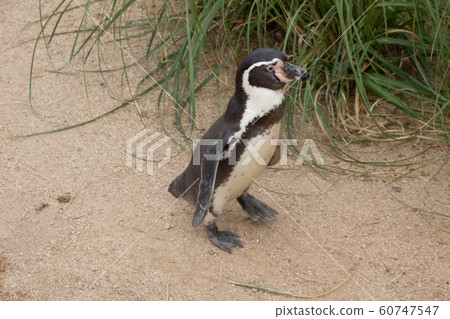 Humboldt Penguin Humboldt Penguin 60747547