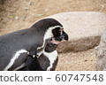Humboldt penguin couple 60747548