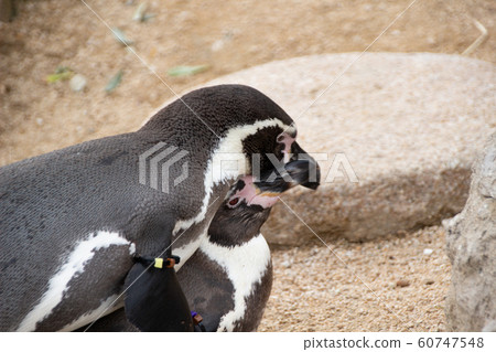 Humboldt penguin couple Humboldt penguin couple 60747548