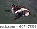 Humboldt Penguin 60747554