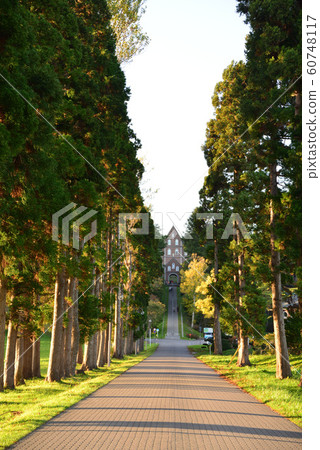 Tree-lined path of Trappist Monastery Tree-lined path of Trappist Monastery 60748117
