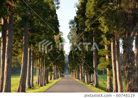 Tree-lined path of Trappist Monastery 60748119
