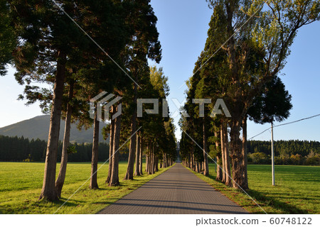 Tree-lined path of Trappist Monastery Tree-lined path of Trappist Monastery 60748122