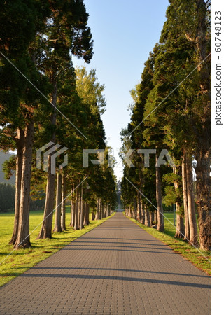 Tree-lined path of Trappist Monastery 60748123